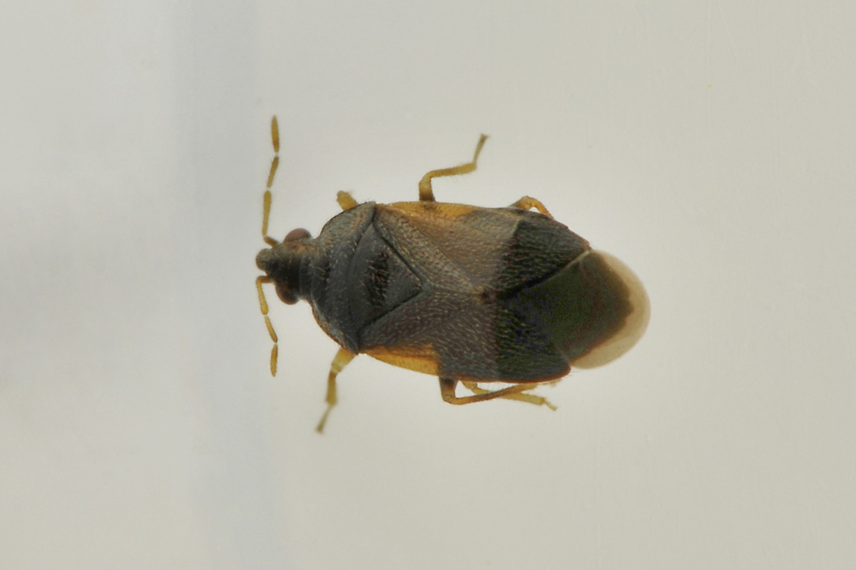 Anthocoridae: Cardiastethus nazarenus